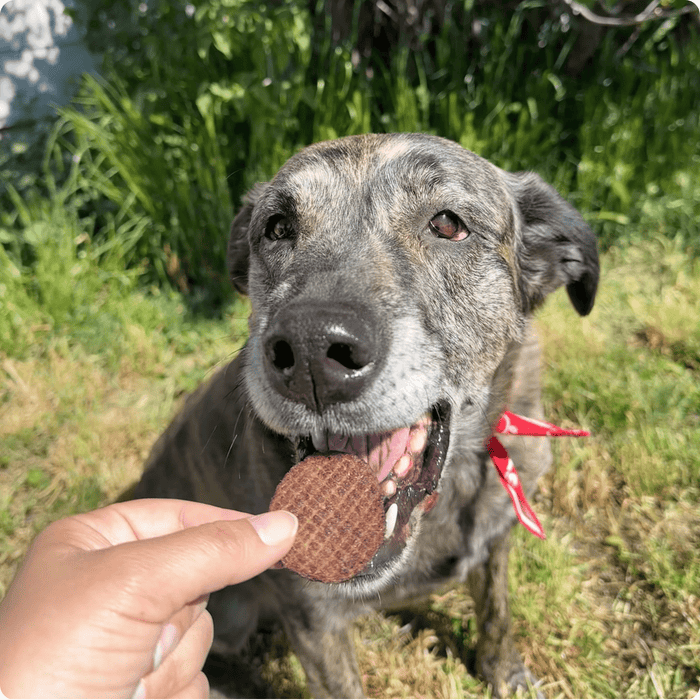 Beef Chips for Dogs - NALA'S Pet Closet