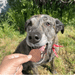 Beef Chips for Dogs - NALA'S Pet Closet